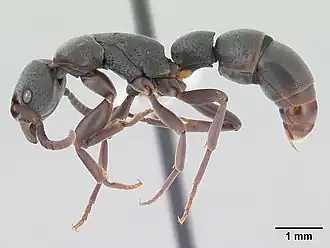 Platythyrea pilosula