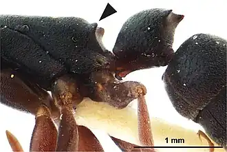 Platythyrea quadridenta