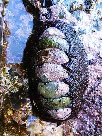 Plaxiphora (Plaxiphora) obtecta