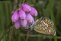 Heideblauwtje in het Aamsveen
