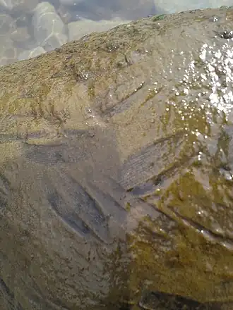 Plecoglossus altivelis altivelis