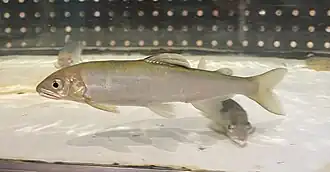 Plecoglossus altivelis ryukyuensis