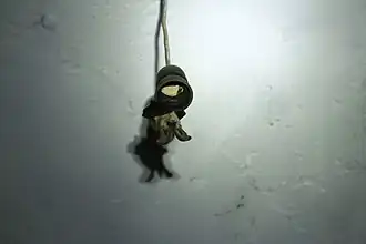 Plecotus kolombatovici