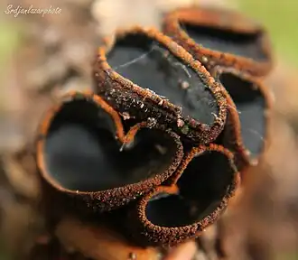 Zwarte matjesbekerzwam