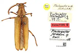 Plectogaster jordani