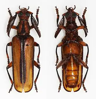 Plectogaster noellae