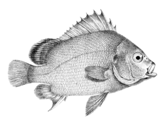Plectorhinchus gibbosus