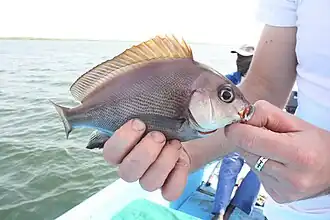 Middellandsezeeknorvis