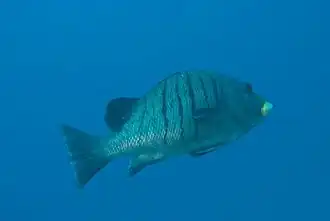 Plectorhinchus plagiodesmus