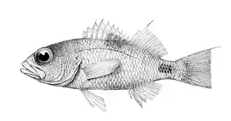 Plectranthias maculicauda