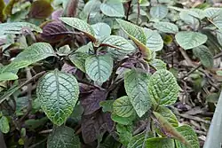 Plectrantus ciliatus