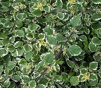 Plectranthus forsteri
