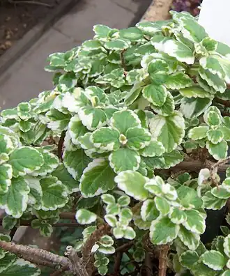 Plectranthus madagascariensis