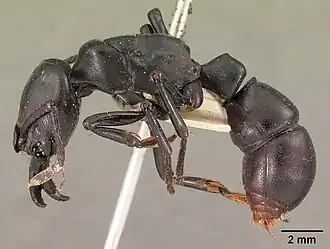 Plectroctena cristata