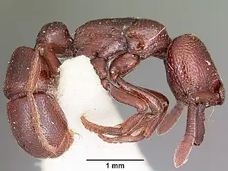 Plectroctena cryptica