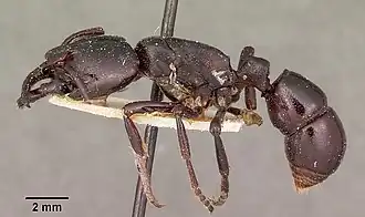 Plectroctena dentata