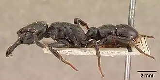 Plectroctena gestroi