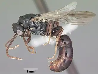 Plectroctena lygaria