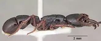 Plectroctena macgeei