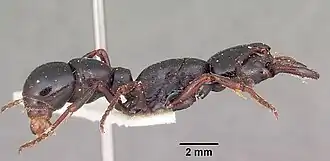 Plectroctena mandibularis