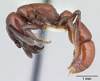 Plectroctena subterranea