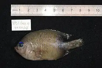 Plectroglyphidodon johnstonianus