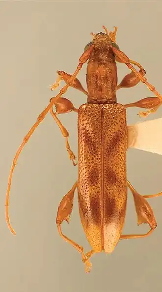 Plectromerus dezayasi