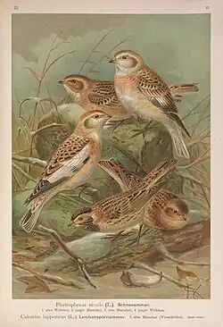 Plectrophenax nivalis (1905), Naumann, Naturgeschichte der Vögel Mitteleuropas