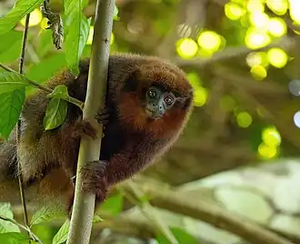 Plecturocebus toppini
