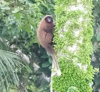 Urubamba bruine titi