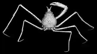 Pleistacantha moseleyi