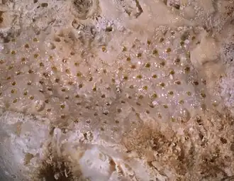 Plesiocleidochasma porcellaniforme