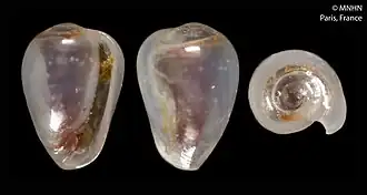 Plesiocystiscus irinae