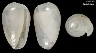 Plesiocystiscus larva