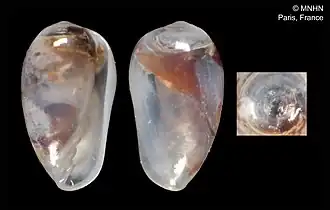 Plesiocystiscus luiscarlosi