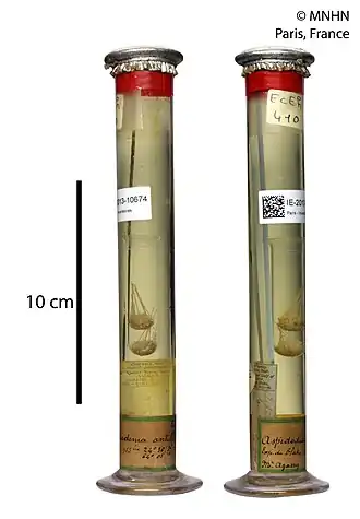 Plesiodiadema antillarum