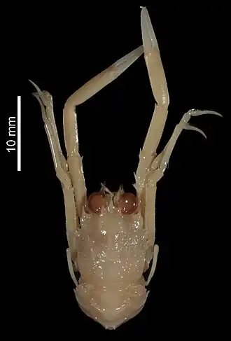 Plesionida psila
