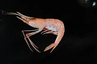 Plesionika acanthonotus