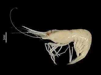 Plesionika bimaculata