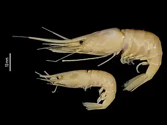 Plesionika echinicola