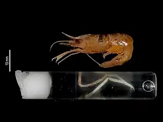 Plesionika erythrocyclus