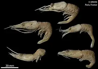 Plesionika heterocarpus