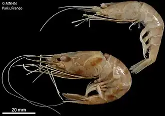 Plesionika quasigrandis