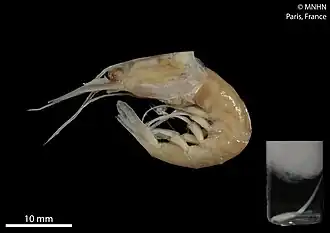 Plesionika rossignoli