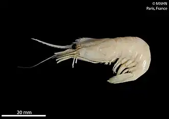 Plesionika rufomaculata