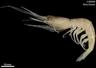 Plesionika taiwanica