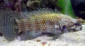 Plesiops corallicola