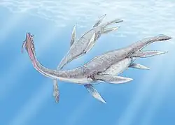 Plesiosaurus dolichodeirus