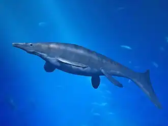 Plesiotylosaurus