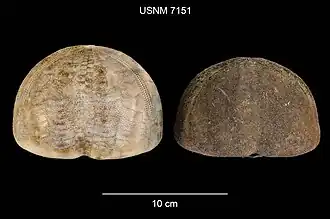 Plesiozonus diomedeae